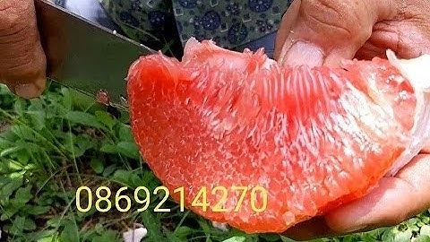 Ăn thử giống bưởi nổi tiếng của Thái Lan Bưởi Ruby Tubtim Siam: 0869214270
