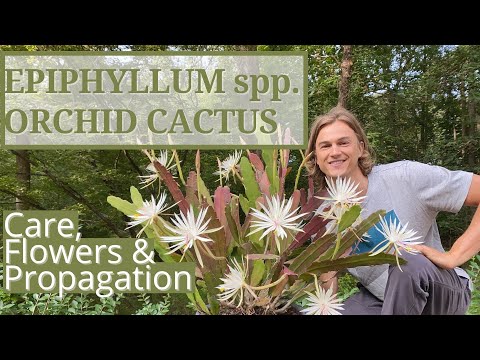 How To Grow Epiphyllum Orchid Cactus, Tips x Tutorial To Increase Flowering