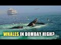 Whales spotted in ongc bombay high  know the truth  frank buddy