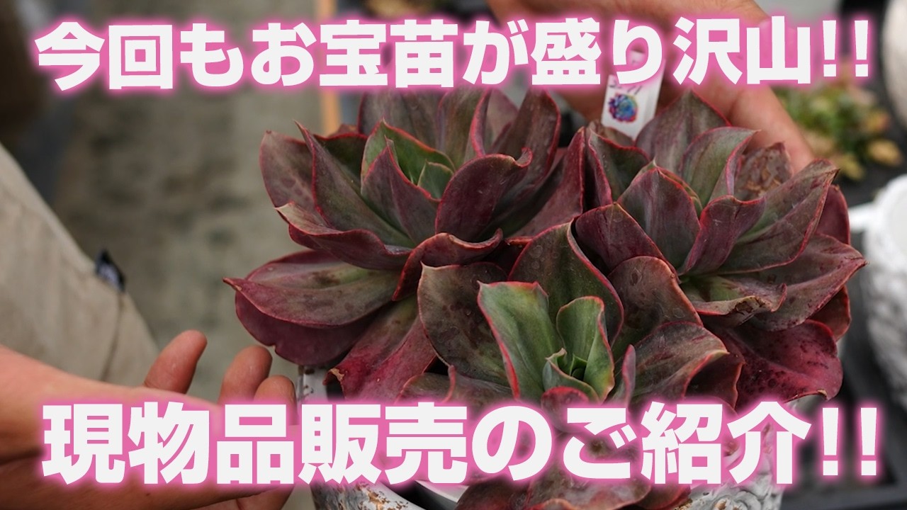 多肉植物　Clara群生 06/09/2026 [Succulents] Packed with treasure seedlings again