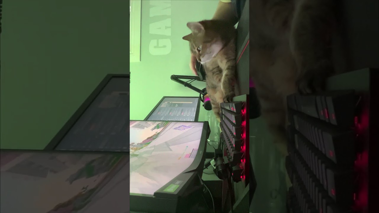 Turning my cat into a mouse pad!!! 