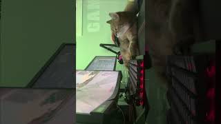 Turning My Cat Into A Mouse Pad