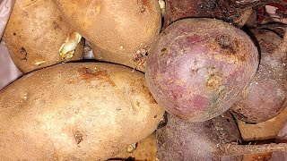 root cellar/cooler experiment