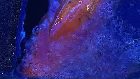 Cứu Cá chép Bị sốc nước #cachep #cácảnh