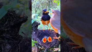 Black-Breasted Thrush Couple Feeding Their Young