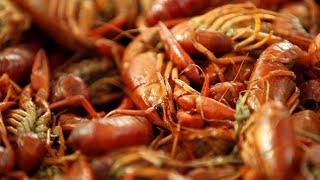 Crawfish prices are finally dropping. How much lower will they go?
