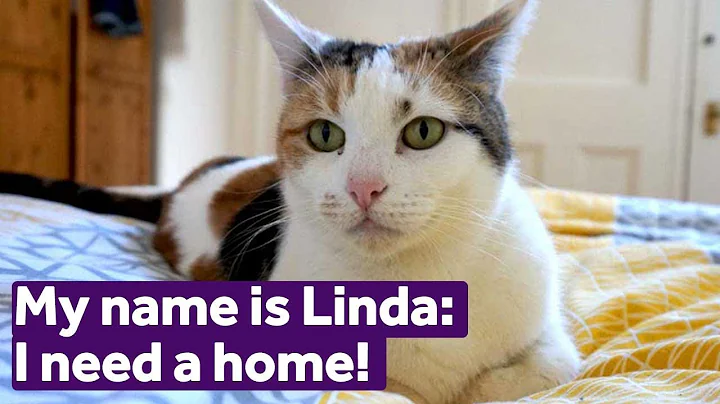 Adopt Linda | Cats | Mayhew