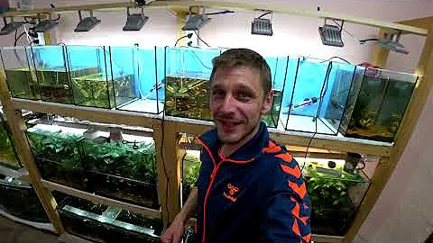 Видали! Вот это рыба! Мощный истребитель улиток