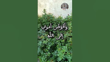 وأفوض أمري إلى الله إن الله بصير بالعباد #سورة_غافر  #عبدالباسط_عبدالصمد #بسام_أبو_عماد #راحة_نفسية