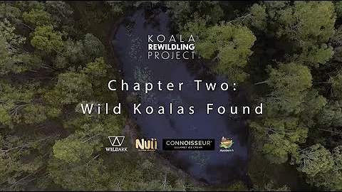 Chapter 2 Koala Rewilding Project: Koalas Found!