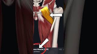 عضلات الضامة تحت التشريح وHip adduction muscles