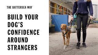 Build your dog's confidence around strangers when out and about | The Battersea Way by Battersea Dogs and Cats Home 14,946 views 1 year ago 5 minutes, 22 seconds