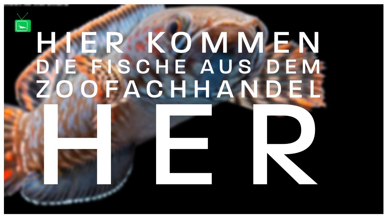 Zierfischgroßhandel besucht - über 300 Aquarien! | Zu Besuch bei 