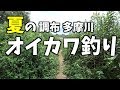 オイカワ釣りに行こう 夏なんだな Coarse Fishing の動画、YouTube動画。