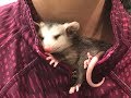 НЕОБЫЧНЫЕ ДОМАШНИЕ ЖИВОТНЫЕ  ЗАБАВНЫЙ ОПОССУМ  FUNNY POSSUM