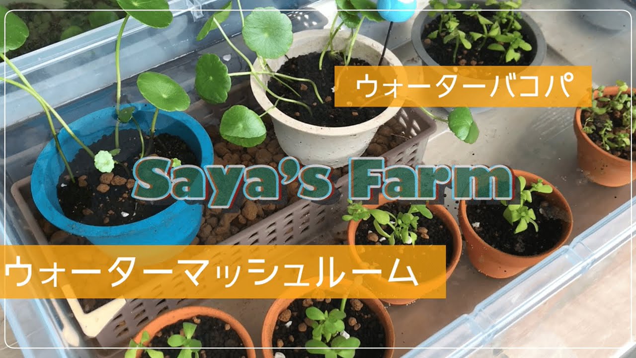 【越冬準備】ウォーターバコパ/ウォーターマッシュルームを植替え