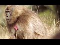 Female Geladas Consider Replacing Their Lazy King