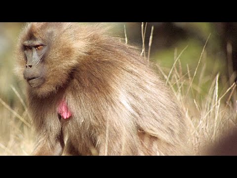 Female Geladas Consider Replacing Their Lazy King Instructional Video