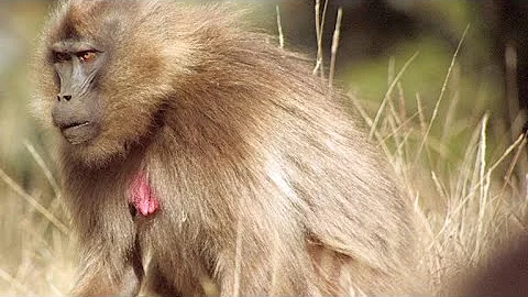 Female Geladas Consider Replacing Their Lazy King - DayDayNews