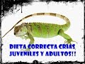 Dieta correcta de la iguana verde Crias, Juveniles y adultos !! La mejor dieta!¿Que come una iguana?