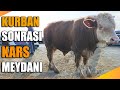 HAYVAN ALACAKLAR VİDEOMU İZLESİN | SON  KARS HAYVAN FİYATLARI