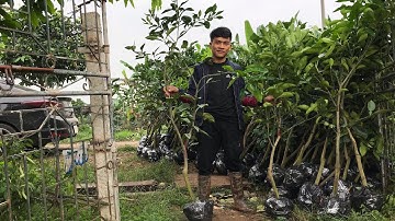 Lên Lô Cây Giống Bưởi Ruby F1 Lên Phía Bắc,giống bưởi tiềm năng cho bà con nông dân (Thang bom vlog)