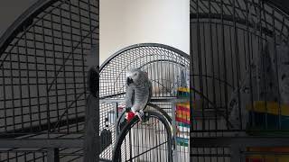 Angel the parrot listening to abc!
