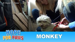 Hope For Paws' first Monkey rescue with a special guest star. #love