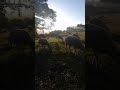 Sheep🐑