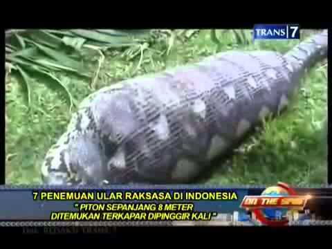 new on the spot 7 penangkapan ular  raksasa di indonesia di 