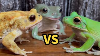 Clash of Pride！ Toad vs Frog vs Frog🐸