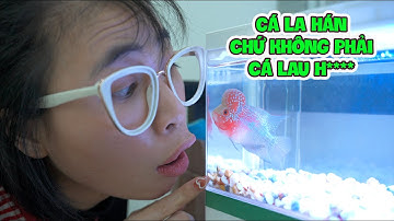 Khoe Bể Cá La Hán Của Chị Thơ