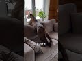 少し大きいけど、かわいい猫