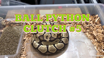 2019 BREEDING SEASON: BALL PYTHON CLUTCH #5