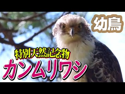 【白い鷲】カンムリワシ幼鳥 のんびり休憩中 Crested serpent eagle Juvenile 野鳥撮影＆野鳥観察