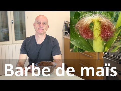 Vidéo: Dépérissement des plants de maïs - Que faire pour les plants de maïs flétris