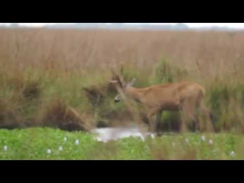 Ciervo de los Pantanos - Portal Cambyreta - Esteros del Iberá -Ituzaingó Corrientes