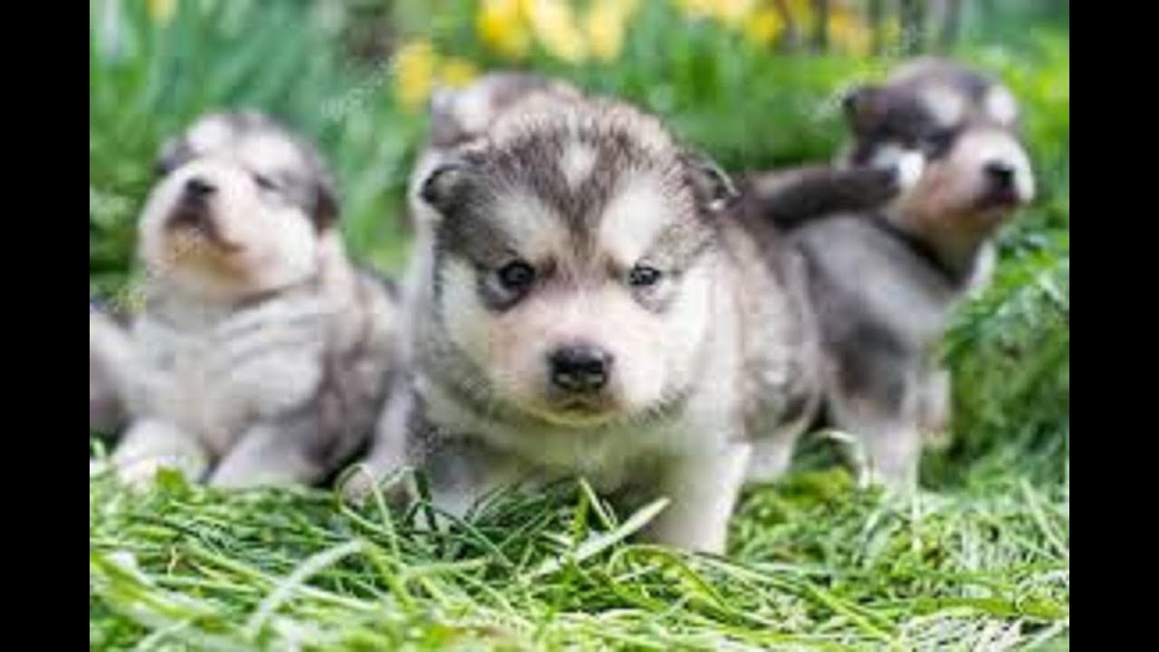 マラミュート アラスカンマラミュートの子供がふわふわモフモフでかわいすぎる 子犬 Alaskan Malamute Youtube