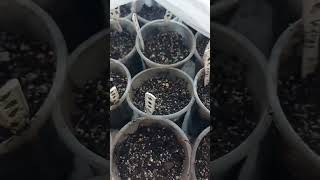 Как быстро прорастить семена пассифлоры