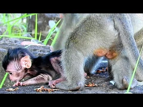 Why Brother Mistreat Baby Monkey Lori Amari Try To Proptect Her Baby Ep 389 Why Brother Mistreat Baby Monkey Lori Amari Try To Proptect Her Baby Ep 389