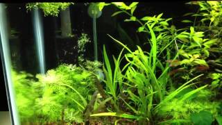 How to set up a Planted Tank
