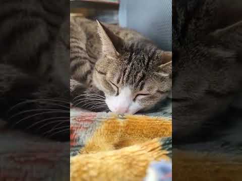 眠るキジ猫 - sleeping cats - #Shorts