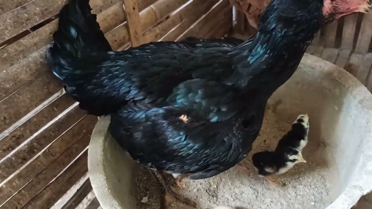 Tips cara penjodohan ayam Bangkok agar cepat bertelur | Bisnis ayam Bangkok Betina dan Jantan Kawin