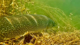 картинка: Подводная охота-осенняя крупная ЩУКА 5.800 кг. SPEARFISHING