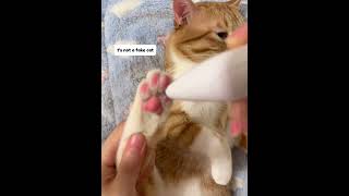 POV: Orange Cat’s Spa Day Was Too Relaxing 🐱🧖✨ #shorts  #relaxing #satisfying #pets