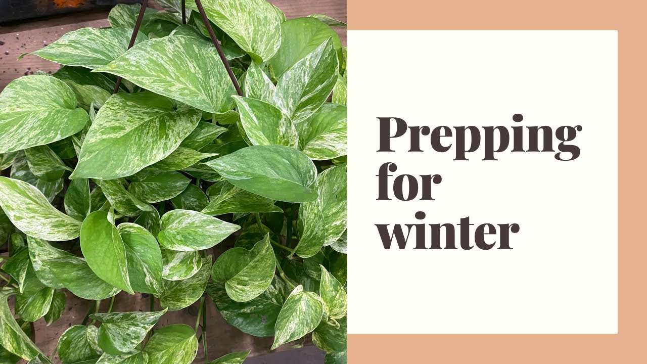 Prepping For Winter//What You Should Do To Avoid Plant Shock