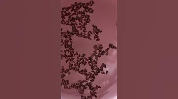 اتساپ 09201709319 09031709319 