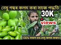 নেমু গছৰ কলম কেনেকৈ কৰিব পাৰি!How to air layering lemon tree ! Very successful air layering video!