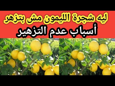 أسباب عدم تزهير أشجار الليمون بالتفصيل وازاي تعالج المشكلة دي