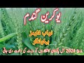 Ukraine high yield wheat in pakistan  100 mun plus wheat variety  nawab farms gandum k beej